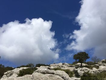 Low angle view of trees on landscape against sky