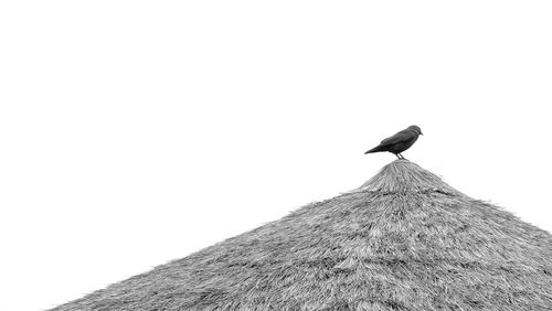 Low angle view of raven perching on thatched roof against sky