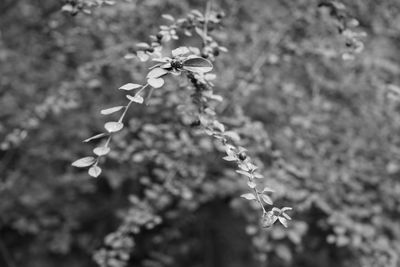 Close-up of flowering plant