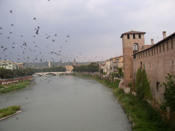 Flock of birds flying over river by historic building against sky