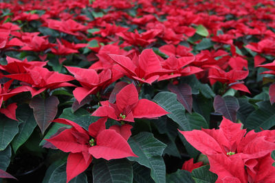 Close-up of red flowers blooming outdoors