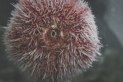 Close-up of spiked plant