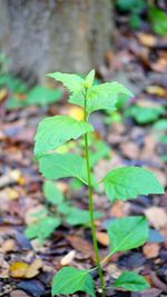 Close-up of plant