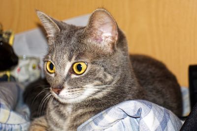 Close-up of a cat looking away