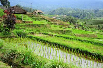 Scenic view of agricultural field