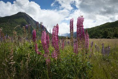 Purple flowering plants on field against sky