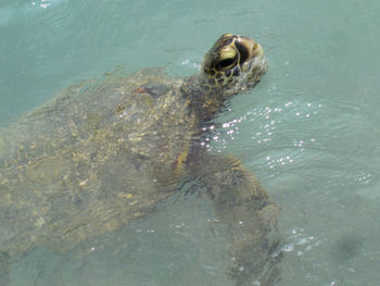 High angle view of turtle in sea