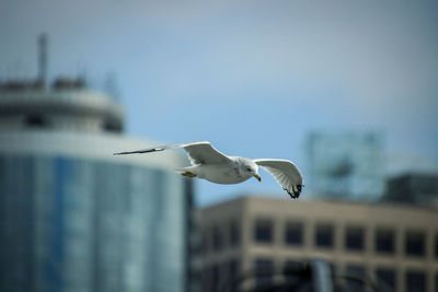 Seagull flying against the sky