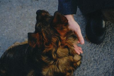 Close-up of dog