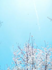 Low angle view of flower trees against clear blue sky