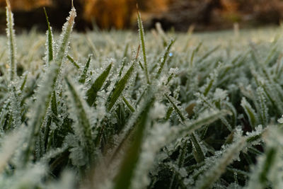 Close-up of frozen plants on land