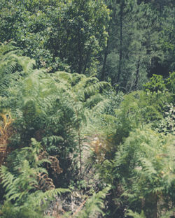 High angle view of trees in forest