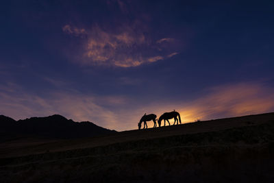 Silhouette of horse on landscape against sunset sky