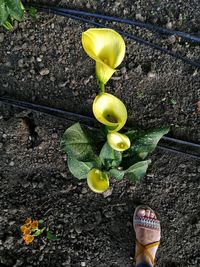 Low section of person standing on yellow flowering plant