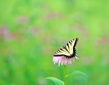 Close-up of butterfly pollinating on flower