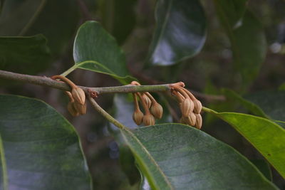 Close-up of leaves on tree