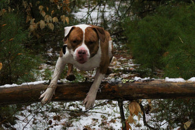 Portrait of dog looking at tree