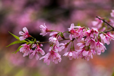 Close-up of pink cherry blossoms