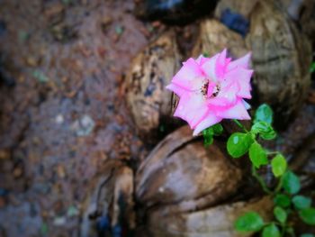 Close-up of pink rose flower