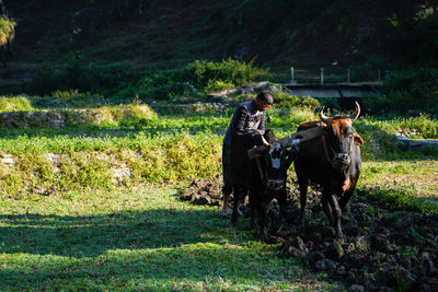 Indian farmer ploughing rice fields with a pair of oxes using traditional plough at sunrise.