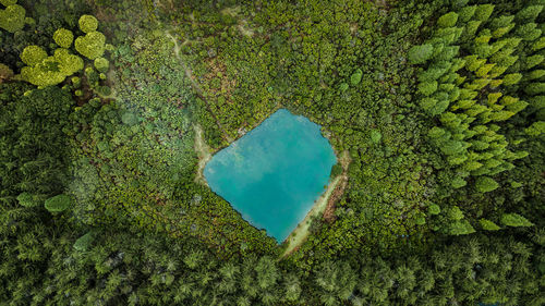 High angle view of heart shape by plants