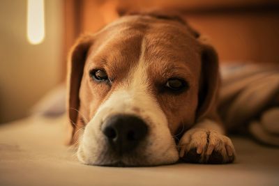 Close-up portrait of dog resting