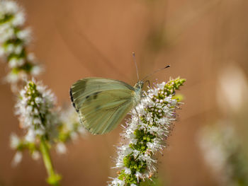 Close-up of butterfly pollinating on flower