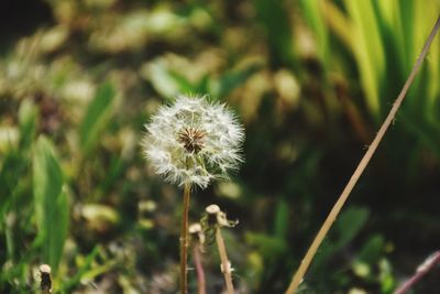 Close-up of white dandelion flower