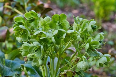 Close-up of fresh green leaves