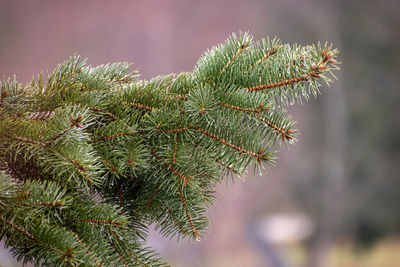 Close-up of pine tree branch