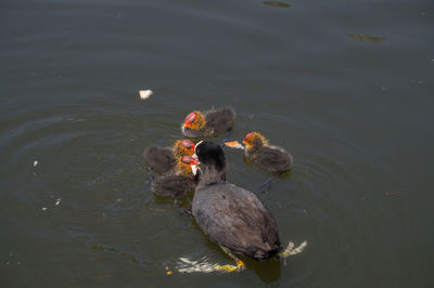 High angle view of coot family swimming in lake