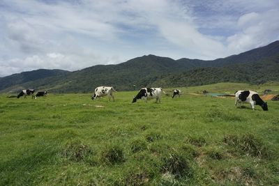 Cows at grass field