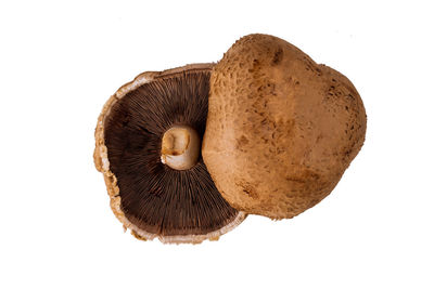 Close-up of mushroom against white background