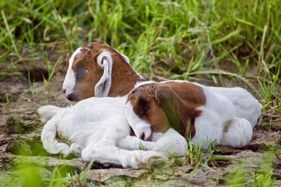 Two dogs resting on field