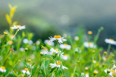 Close-up of yellow flowering plant on field