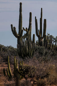 Cactus plants on field against sky