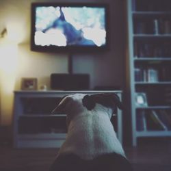 Close-up of dog sitting on sofa at home