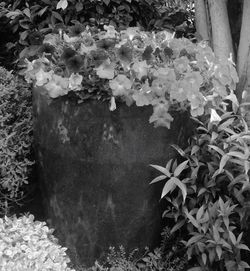 Close-up of ivy growing on plant