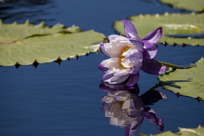 Close-up of water lily in lake