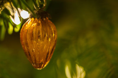 Close-up of fresh green plant