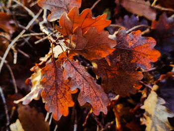 Close-up of maple leaves