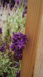 Close-up of purple flowers