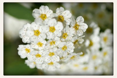 Close-up of white flowers