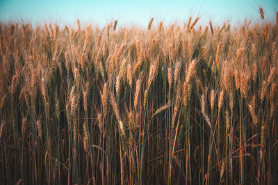 Close-up of wheat growing on field against sky