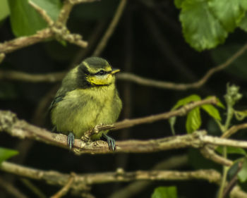 Close-up of bird perching on plant