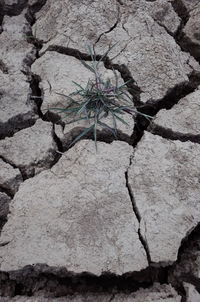 Close-up of plant growing on rock