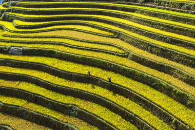 Rice terraces in yen bai, vietnam