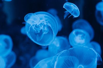 Close-up of jellyfish in sea