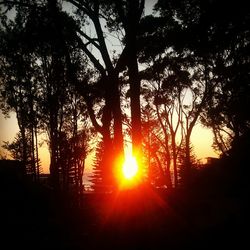 Silhouette trees against sky during sunset