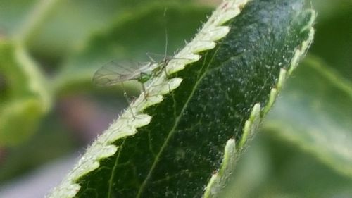 Close-up of insect on leaf